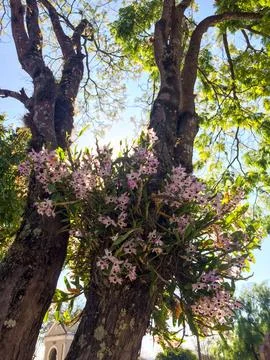 Bouquet of orchids on tree trunks Stock Photos