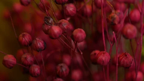 Bouquet of papaver Stock Footage 106484252
