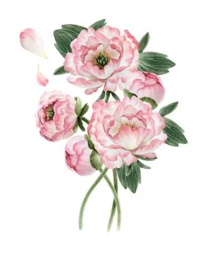 Bouquet of peonies Stock Illustration