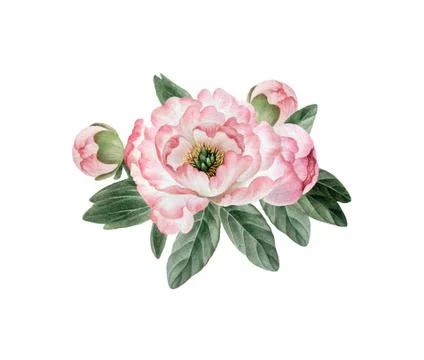 Bouquet of peonies Stock Illustration