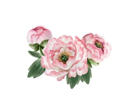 Bouquet of peonies Stock Illustration