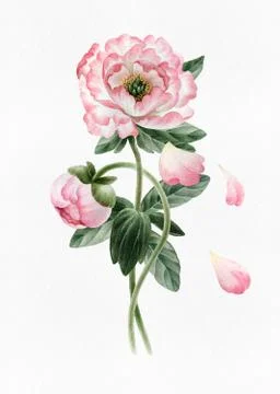 Bouquet of peonies Stock Illustration