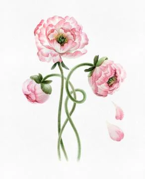 Bouquet of peonies Stock Illustration