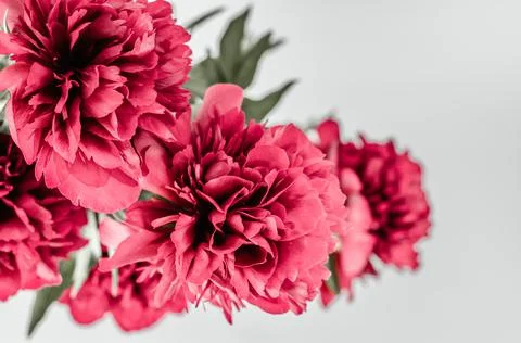 A bouquet of peonies with selective focus on a gray background. Stock Photos