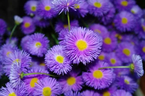 Bouquet Stock Photos
