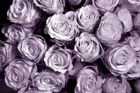Bouquet Stock Photos