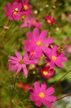 Bouquet Stock Photos