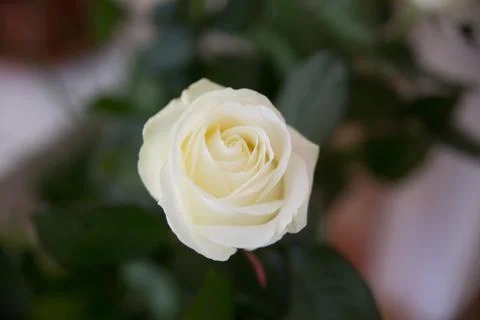 Bouquet Stock Photos