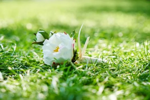 Bouquet Stock Photos