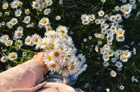 Bouquet Stock Photos