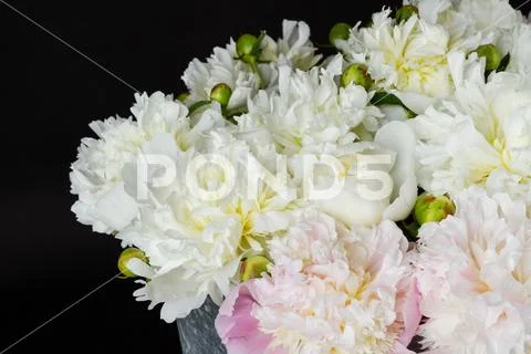 Bouquet of pink and white peonies Stock Photos
