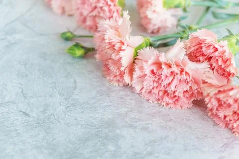 Bouquet of pink carnations Stock Photos