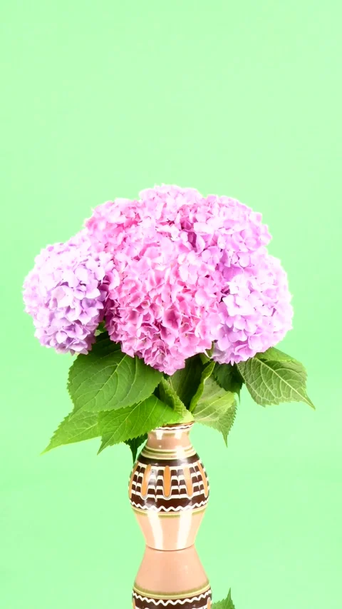Bouquet of pink flower hydrangea isolated on green background. Stock Footage 238497609