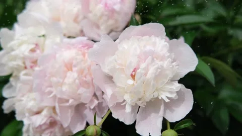 A bouquet of pink peonies in close-up in splashes of water on the background of Stock Footage 207452191