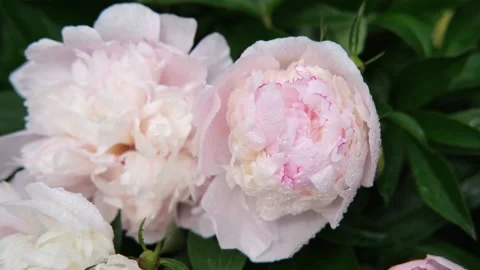 A bouquet of pink peonies in close-up in splashes of water on the background of Stock Footage 232494034