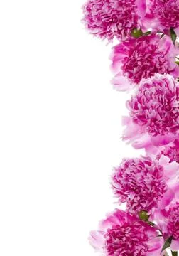 Bouquet of pink peonies. Stock Photos