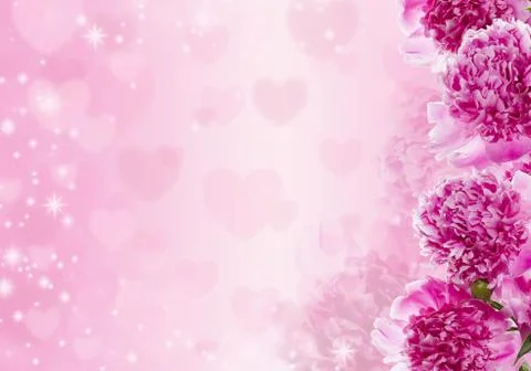 Bouquet of pink peonies. Stock Photos