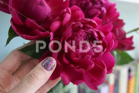 Bouquet of pink peonies in spring and a woman's hand with a shiny manicure Stock Photos