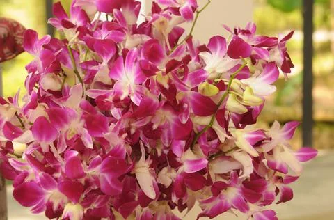 Bouquet of  pink Thai orchids Stock Photos