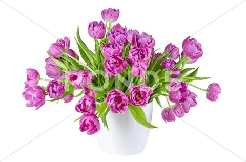 Bouquet of pink tulips in flowerpot isolated on white Stock Photos