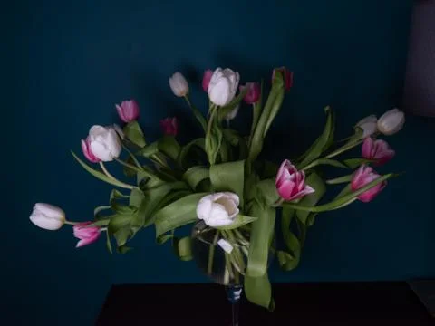 Bouquet of pink white and purple tulips in a vase on a dark green background, Stock Photos