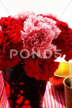 Bouquet of red and pink carnations Stock Photos