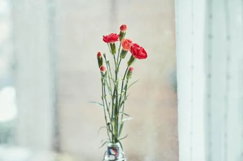Bouquet of red carnations by the window Stock Photos