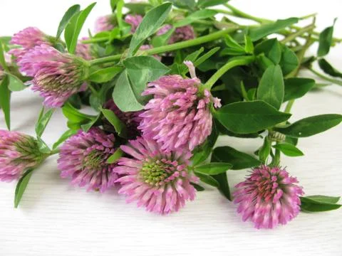 Bouquet of red clover Stock Photos
