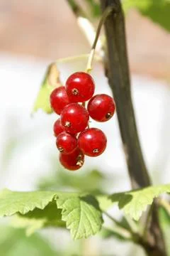 Bouquet of red currant berries on a branch. Selective focus Foto stock