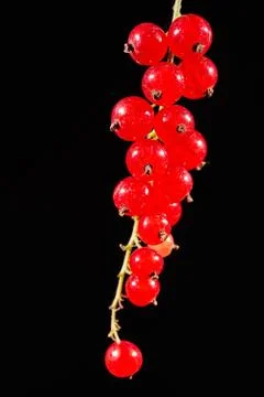 Bouquet with red currant berries isolated on black background Stock Photos