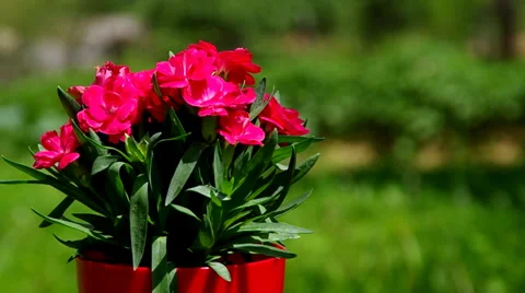 Bouquet of red flowers Stock Footage 39732936