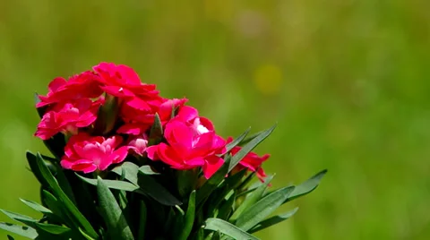 Bouquet of red flowers Stock Footage 39734245