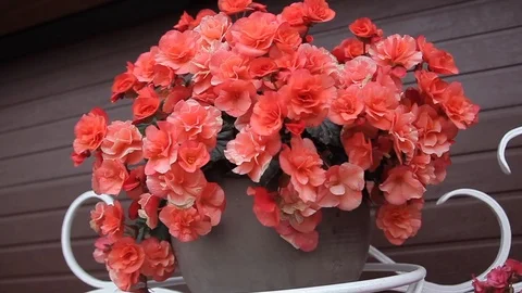 Bouquet of red flowers Stock-Footage 92643909