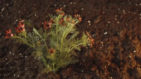 A bouquet of red flowers grows out of the ground. Spring fun footage. Fairy Stock Footage 241667397
