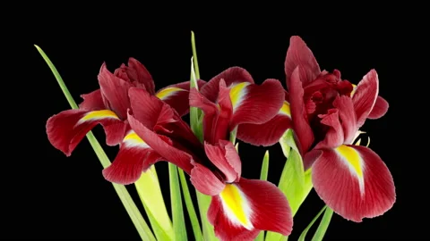 Bouquet of red irises bloom on a black background, time lapse Stock Footage 149216623