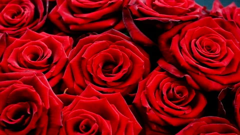 The bouquet of red roses is beautiful. Selective focus. Stock Footage 166344233