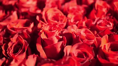 Bouquet of red roses Stock Footage 148835670