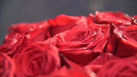 Bouquet of red roses loop 4K LOOP Vídeo Stock 128170535