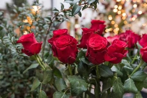 A bouquet of red roses Stock Photos