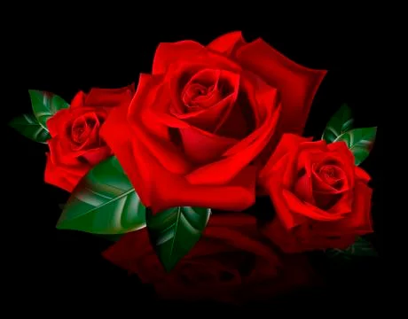 Bouquet of red roses with reflection 스톡 일러스트