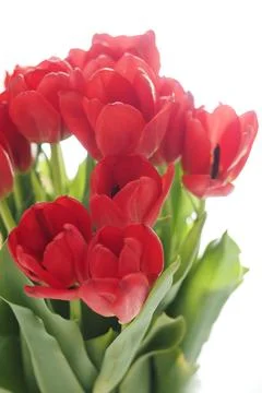 Bouquet of red spring tulips Stock Photos