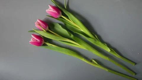 Bouquet red Tulips Stock Footage 73302747