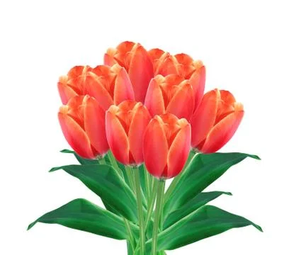 Bouquet of red tulips isolated on white background Stock Photos