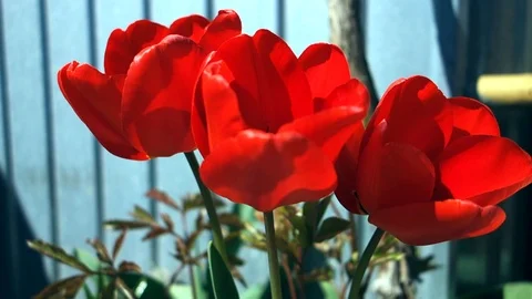 A bouquet of red tulips swaying in the wind. Video stock 106969545