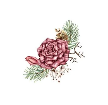 Bouquet rose bud pine cone dried flower branch watercolor Stock Illustration