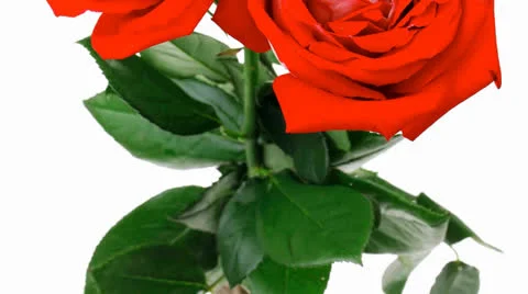 Bouquet of rose Vídeos de archivo 24961345