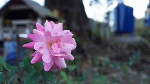 Bouquet of rose Stock Footage 102597080