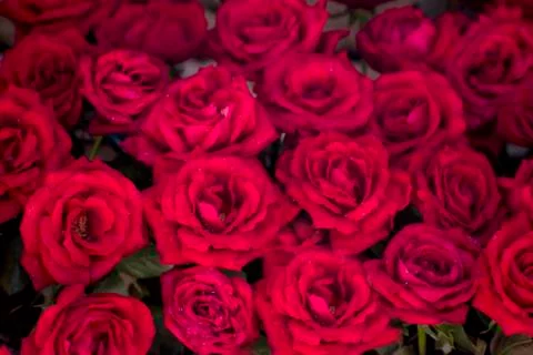 A bouquet of rose. Stock Photos