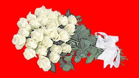 The bouquet of roses is drawn itself on the red screen. Drawing colored pencils. 動画素材 75246579