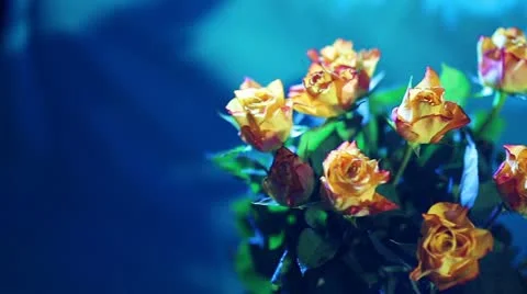 Bouquet of roses Stock Footage 21266830